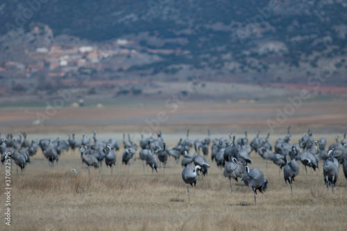 Common cranes Grus grus preening. Gallocanta Lagoon Natural Reserve. Aragon. Spain. © Víctor