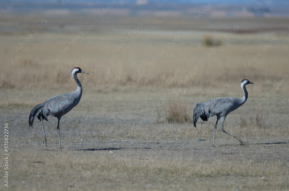 Common cranes Grus grus. Gallocanta Lagoon Natural Reserve. Aragon. Spain. Common cranes Grus grus. Gallocanta Lagoon Natural Reserve. Aragon. Spain.