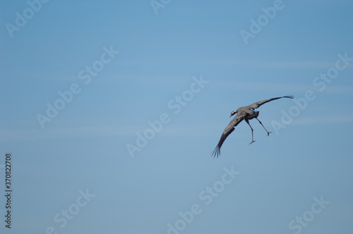 Common crane Grus grus landing. Gallocanta Lagoon Natural Reserve. Aragon. Spain.