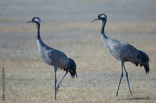 Common cranes Grus grus. Gallocanta Lagoon Natural Reserve. Aragon. Spain. © Víctor