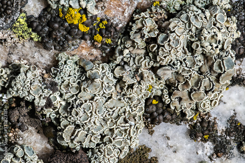 Rimmed Navel Lichen (Rhizoplaca melanophthalma) photo