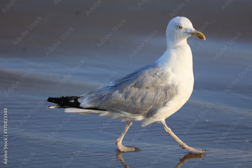 Obraz premium Möwe am Strand