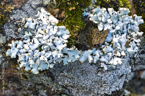 Xanthoparmelia Lichen on a Rock on Kamiak Butte, WA photo