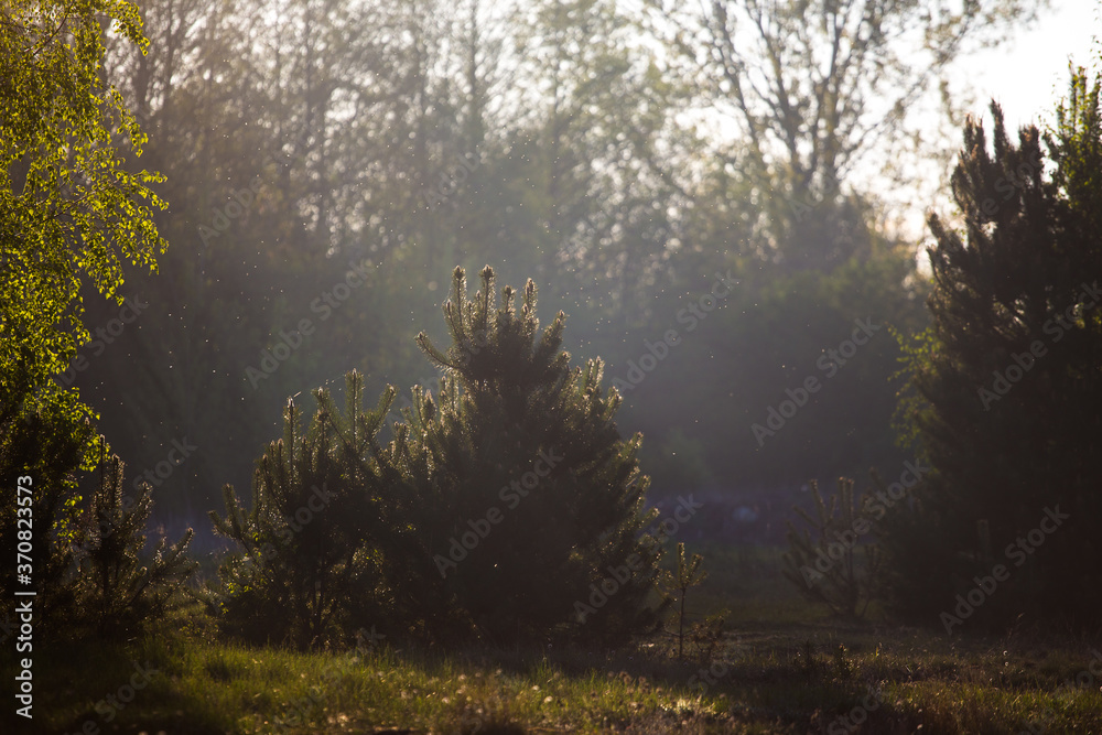 Młode drzewa w mglisty poranek pod światło. - obrazy, fototapety, plakaty 
