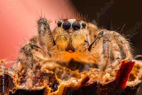 Close up beautiful jumping spider 