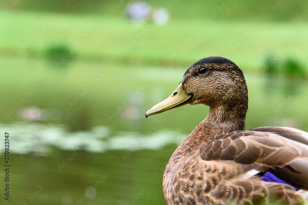 grey Duck walks in the green grass by the water-close-up. grey Duck walks in the green grass by the water-close-up.