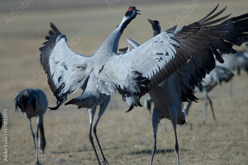 Common cranes Grus grus fighting. Gallocanta Lagoon Natural Reserve. Aragon. Spain.