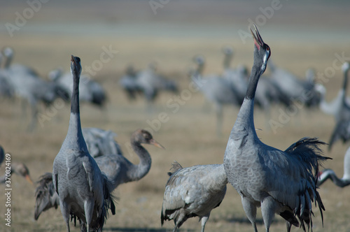 Common cranes Grus grus calling. Gallocanta Lagoon Natural Reserve. Aragon. Spain.