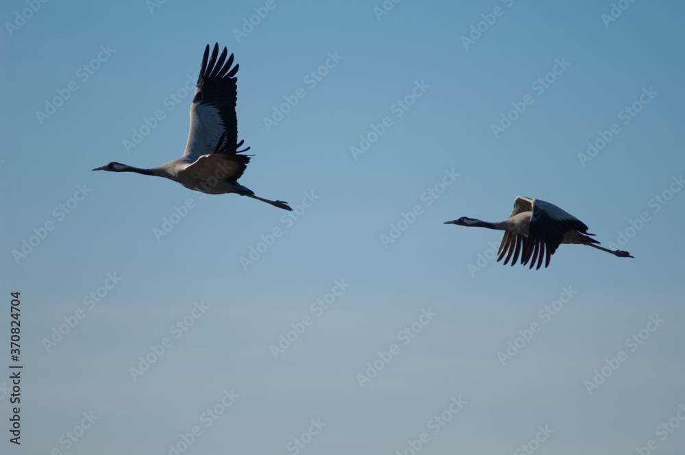 Fototapeta premium Common cranes Grus grus in flight. Gallocanta Lagoon Natural Reserve. Aragon. Spain.