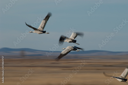 Common cranes Grus grus in flight. Picture blur to suggest movement. Gallocanta Lagoon Natural Reserve. Aragon. Spain.