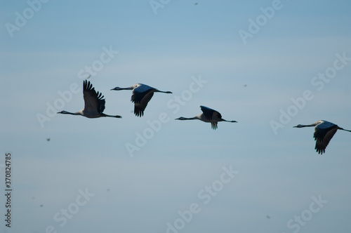 Common cranes Grus grus and smaller birds in flight. Gallocanta Lagoon Natural Reserve. Aragon. Spain. © Víctor