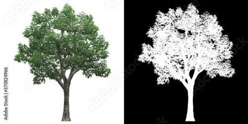 Front view of tree (Platanus Summer) png with alpha channel to cutout 3D rendering. For forest and nature compositing.	