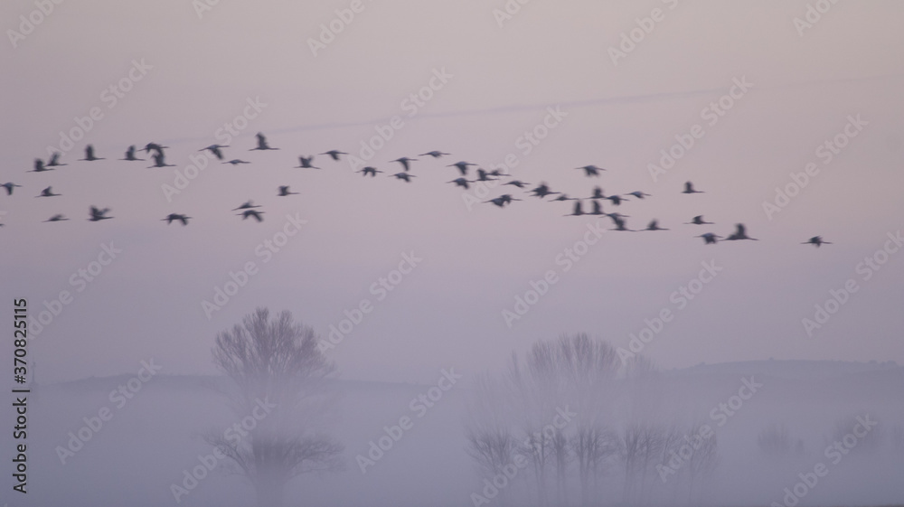 Common cranes Grus grus in flight at dawn. Gallocanta Lagoon Natural Reserve. Aragon. Spain. Common cranes Grus grus in flight at dawn. Gallocanta Lagoon Natural Reserve. Aragon. Spain.