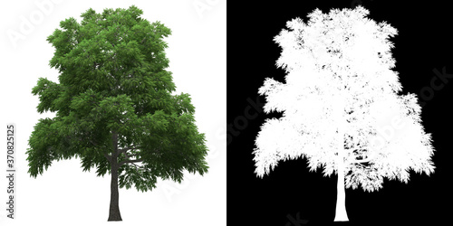 Front view of tree (Sassafras) png with alpha channel to cutout 3D rendering. For forest and nature compositing.	 photo