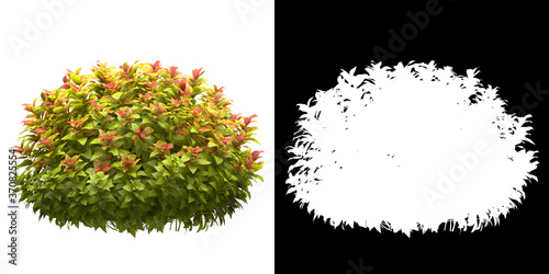 Front view of tree (Spiraea) png with alpha channel to cutout 3D rendering. For forest and nature compositing.	