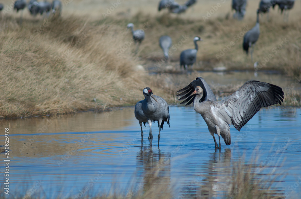 Obraz premium Common cranes Grus grus in a lagoon. Juvenile to the right. Gallocanta Lagoon Natural Reserve. Aragon. Spain.
