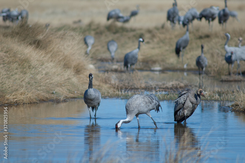 Common cranes Grus grus in a lagoon.