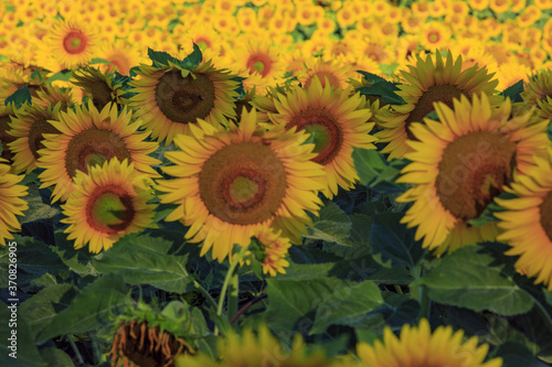 Field of sunflowers in Bolsena. In Viterbo photo