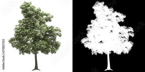 Left view of tree (Quercus Petraea) png with alpha channel to cutout 3D rendering. For forest and nature compositing.	 photo