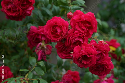 Valentins Tag Rote Rosen 