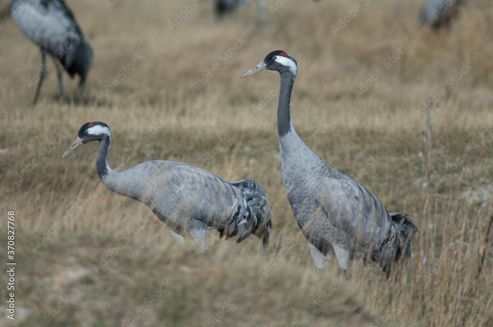 Common cranes Grus grus. Gallocanta Lagoon Natural Reserve. Aragon. Spain.