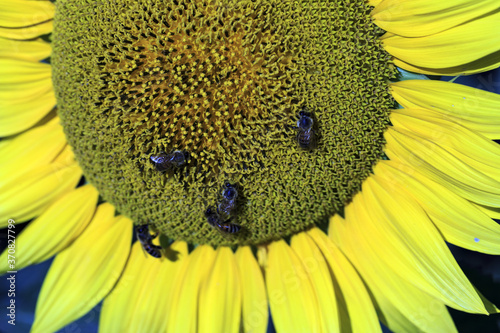 Field of sunflowers in Bolsena. In Viterbo photo