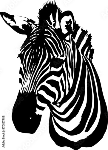 head of a zebra vector
