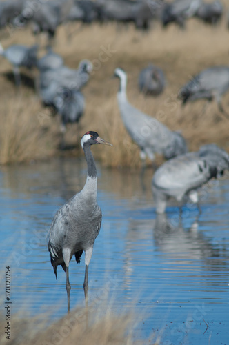 Common crane Grus grus in a lagoon. Gallocanta Lagoon Natural Reserve. Aragon. Spain.