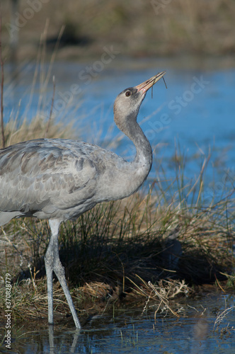 Common crane Grus grus. Juvenile drinking water. Gallocanta Lagoon Natural Reserve. Aragon. Spain.