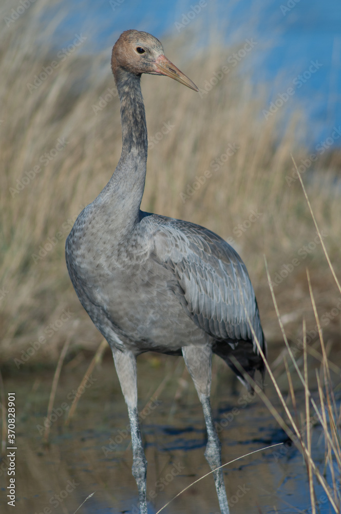 Naklejka premium Juvenile common crane Grus grus. Gallocanta Lagoon Natural Reserve. Aragon. Spain.
