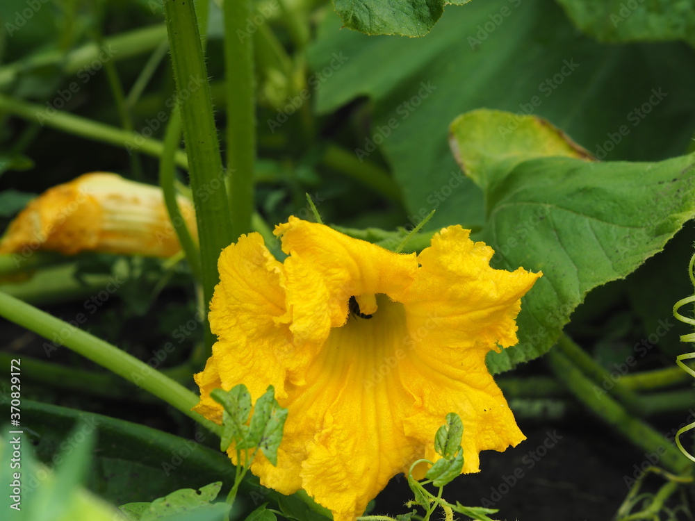 Yellow flowers of a pumpkin plant growing in a garden bed. Agricultural summer background. Yellow flowers of a pumpkin plant growing in a garden bed. Agricultural summer background.