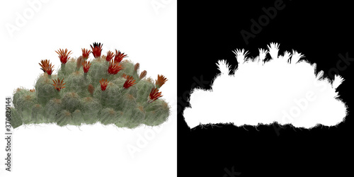 Front view of tree (Echinocereus Triglochidiatus) png with alpha channel to cutout 3D rendering. For forest and nature compositing.	 photo