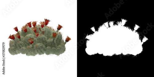 Left view of tree (Echinocereus Triglochidiatus) png with alpha channel to cutout 3D rendering. For forest and nature compositing.	