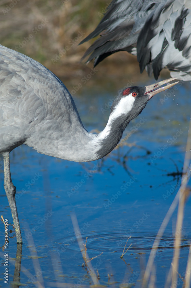 Fototapeta premium Common crane drinking water in a lagoon.