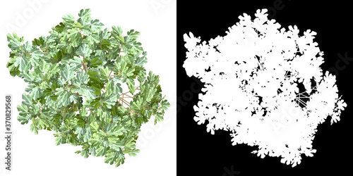 Top view of tree (Ficus Carica) png with alpha channel to cutout 3D rendering. For forest and nature compositing.	