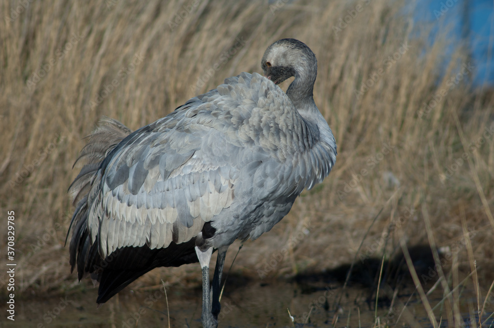 Fototapeta premium Common crane Grus grus. Juvenile preening. Gallocanta Lagoon Natural Reserve. Aragon. Spain.