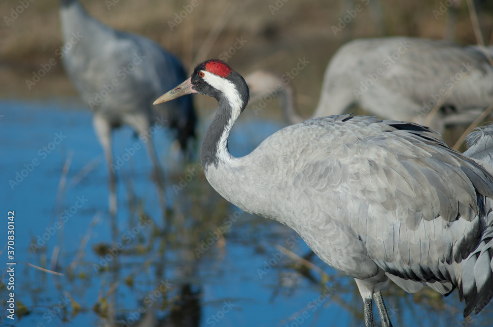 Naklejka premium Common crane Grus grus. Gallocanta Lagoon Natural Reserve. Aragon. Spain.