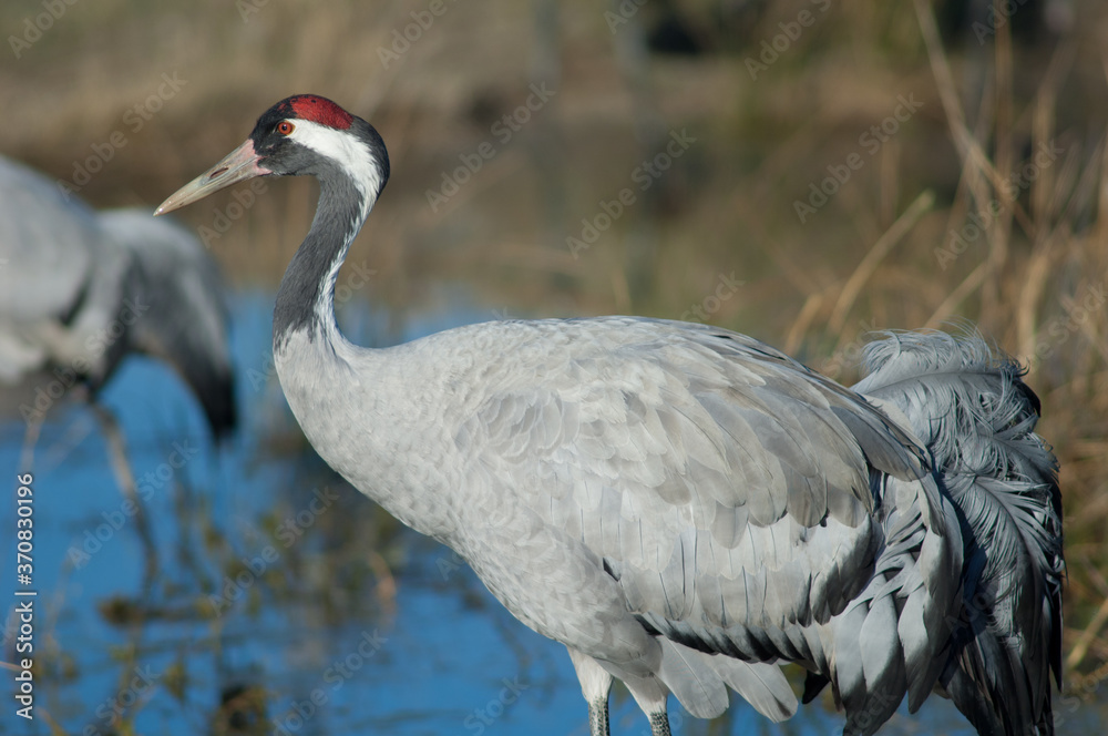 Naklejka premium Common crane Grus grus. Gallocanta Lagoon Natural Reserve. Aragon. Spain.