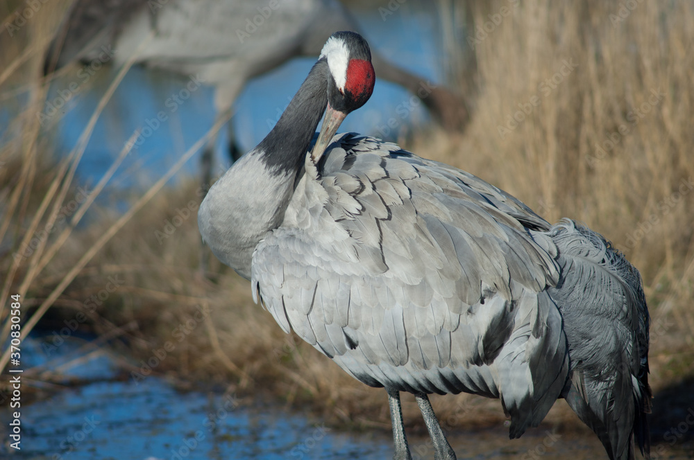 Fototapeta premium Common crane Grus grus preening. Gallocanta Lagoon Natural Reserve. Aragon. Spain.