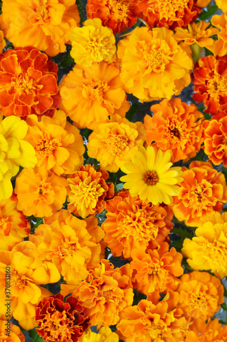 Marigold flowers pattern - totally orange