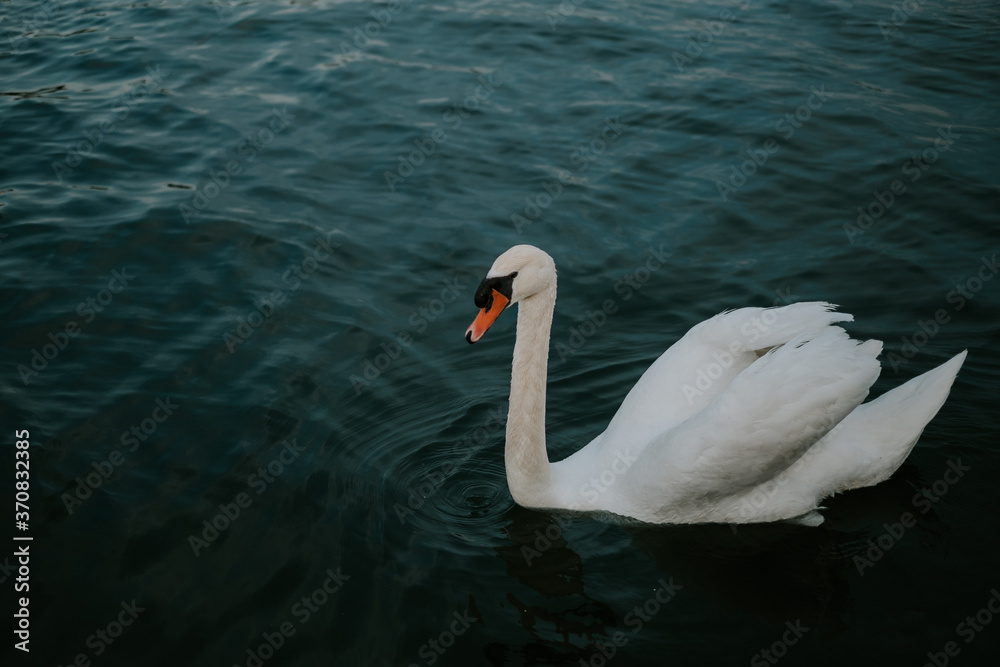 Side view of swan with white plumage floating on rippling surface of pond Side view of swan with white plumage floating on rippling surface of pond