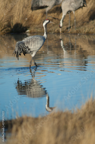 Common crane Grus grus in a lagoon. Gallocanta Lagoon Natural Reserve. Aragon. Spain.