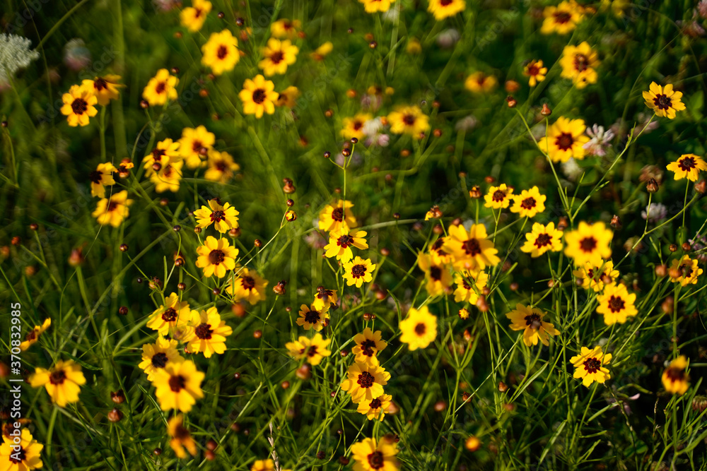 Field of Coreopsis, tickseed,  flowers. Yellow and brown wildflowers. 