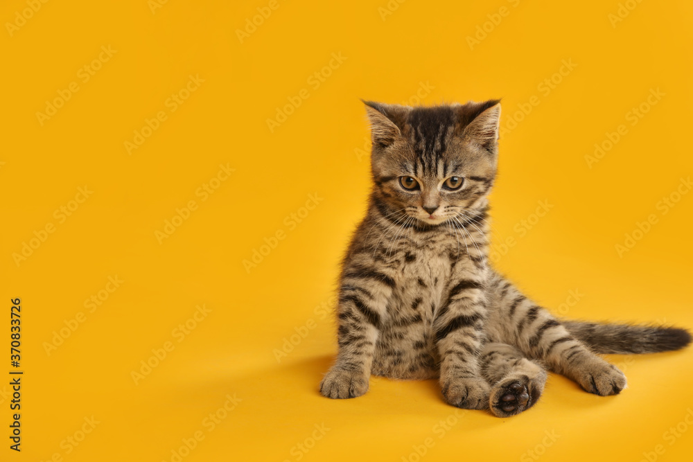 Cute tabby kitten on yellow background, space for text. Baby animal