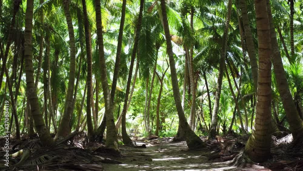 Tall coconut palm trees in a tropical forest on a desert island in the ocean. Beautiful calm and relaxing natural background Tall coconut palm trees in a tropical forest on a desert island in the ocean. Beautiful calm and relaxing natural background