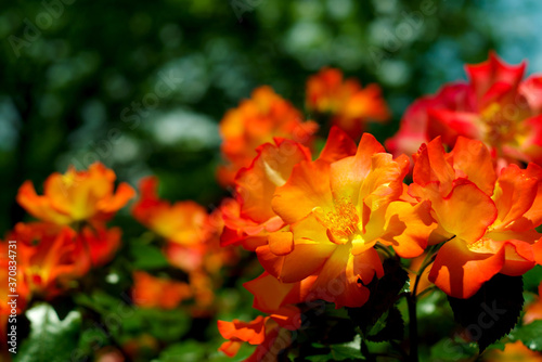 バラ　黄色とオレンジ色 © satoru