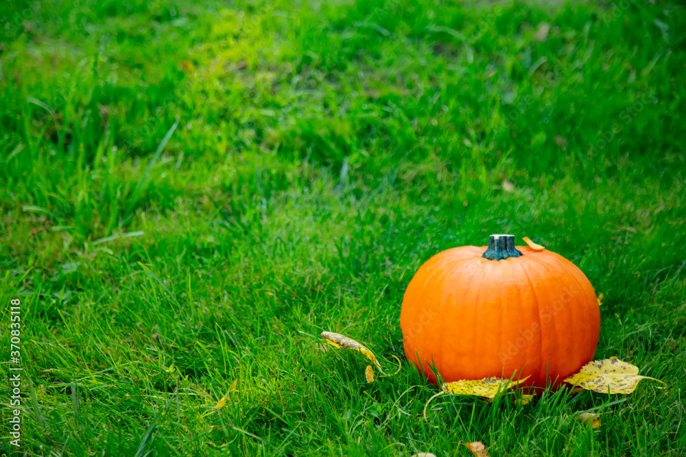 ripe pumpkin on the green grass ripe pumpkin on the green grass