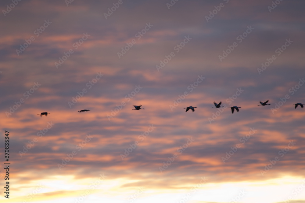 Common cranes Grus grus in flight at dawn. Picture blur to suggest movement. Gallocanta Lagoon Natural Reserve. Aragon. Spain.