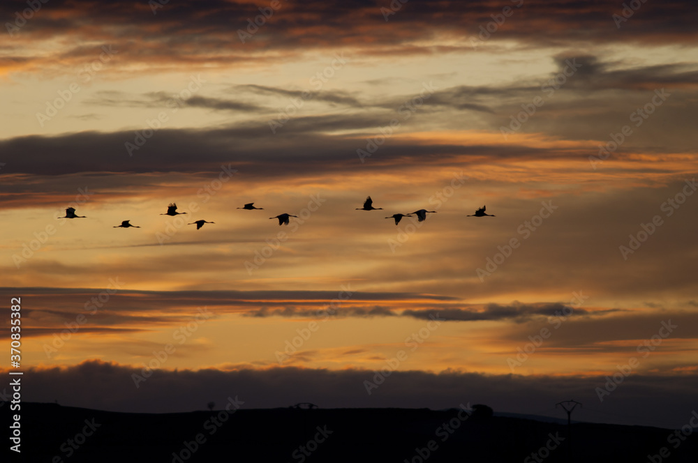 Fototapeta premium Common cranes Grus grus in flight at dawn. Gallocanta Lagoon Natural Reserve. Aragon. Spain.