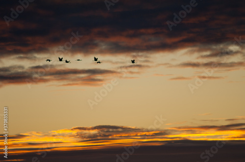 Common cranes Grus grus in flight at dawn. Gallocanta Lagoon Natural Reserve. Aragon. Spain. © Víctor